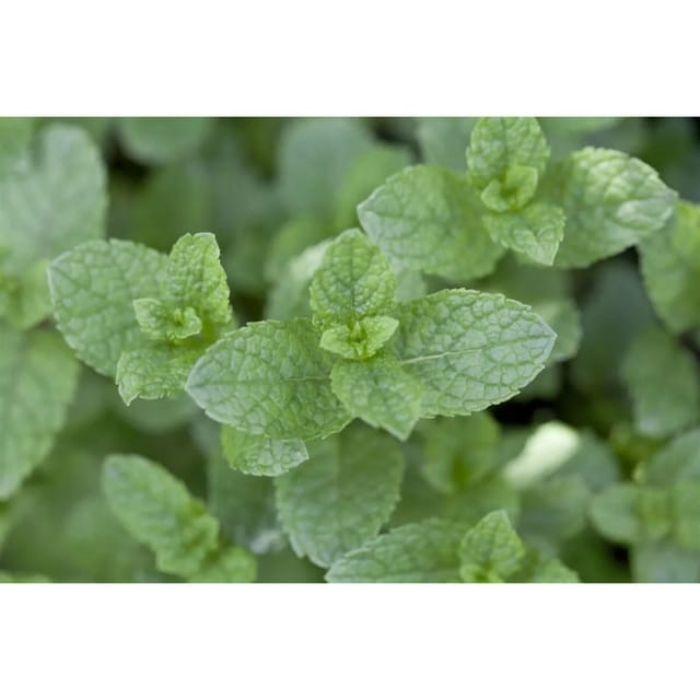 Mentha Spicata Grüne Minze Ca. 9x9 cm Topf