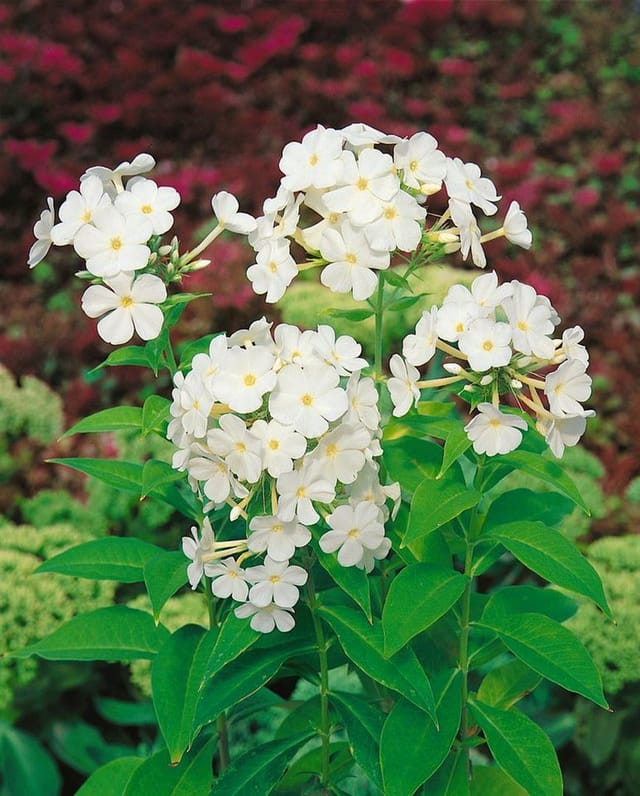 Phlox Paniculata Fujiyama Hoher Sommerphlox Ca. 11x11 cm Topf
