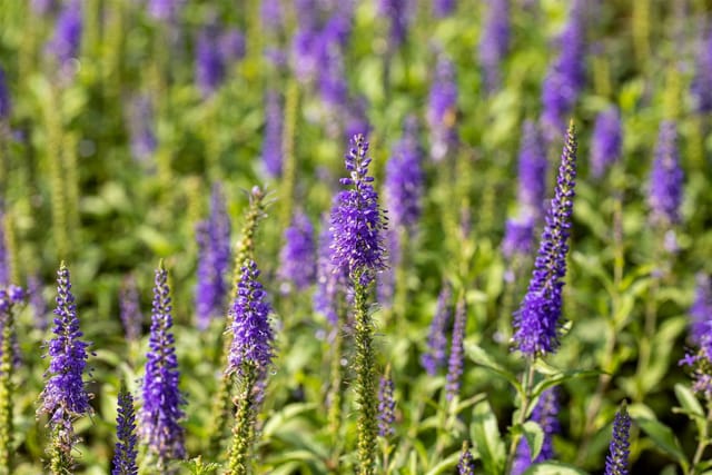 Veronica Spicata Nana Blauteppich Ähriger Ehrenpreis Gen. Ca. 9x9 cm Topf