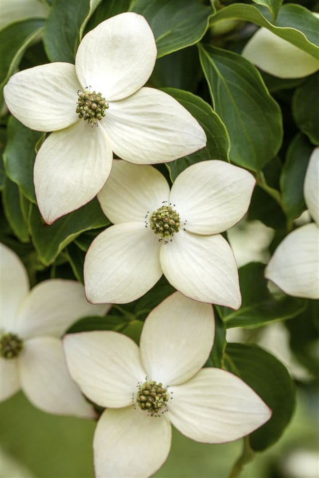 Cornus Kousa Chinensis Wietings Select Chinesischer Hartriegel 40–60 cm