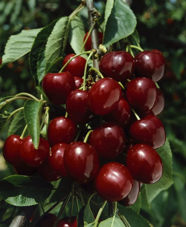 Prunus Avium Große Schwarze Knorpel Süßkirsche 150–200 cm