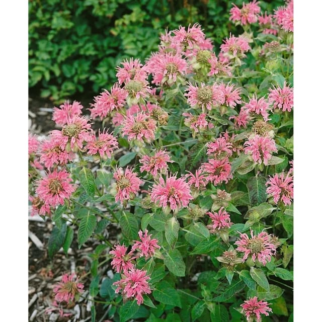 Monarda Fistulosa Croftway Pink Wilde Bergamotte Ca. 11x11 cm Topf