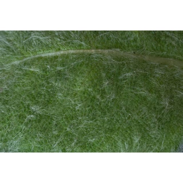 Salvia Argentea Silber Salbei Ca. 9x9 cm Topf