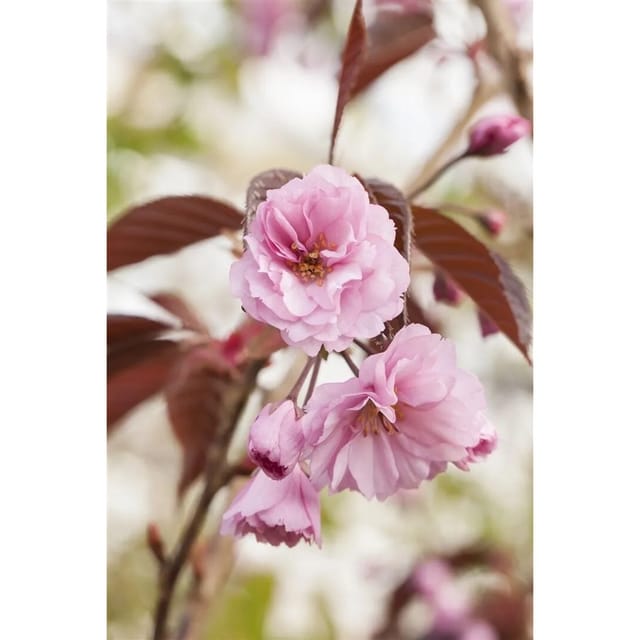Prunus Serrulata Royal Burgundy Zierkirsche Dunkelrosa 60–100 cm