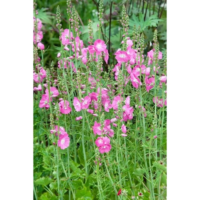 Sidalcea Malviflora Partygirl Rosenmalve Ca. 9x9 cm Topf