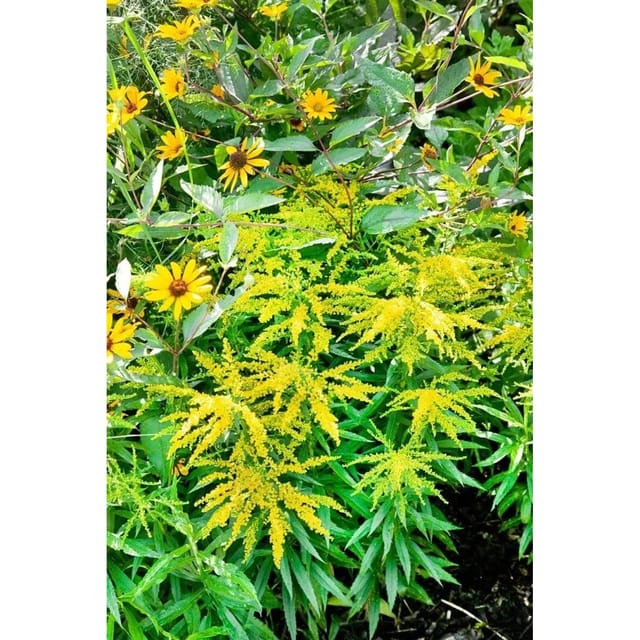 Solidago X Cult. Strahlenkrone Goldrute Ca. 9x9 cm Topf