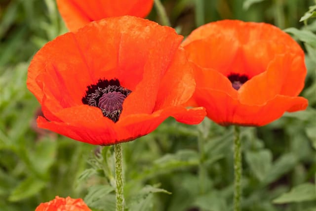 Papaver Orientale Nana Allegro Türkischer Mohn Ca. 11x11 cm Topf