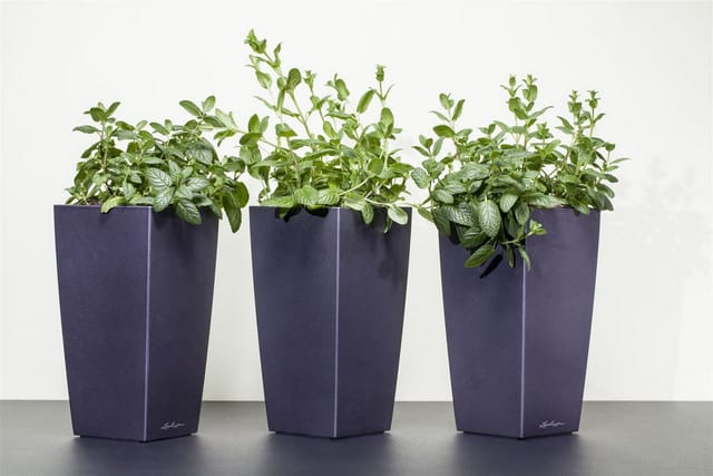 Mentha X Piperita Multimentha Pfefferminze Ca. 9x9 cm Topf
