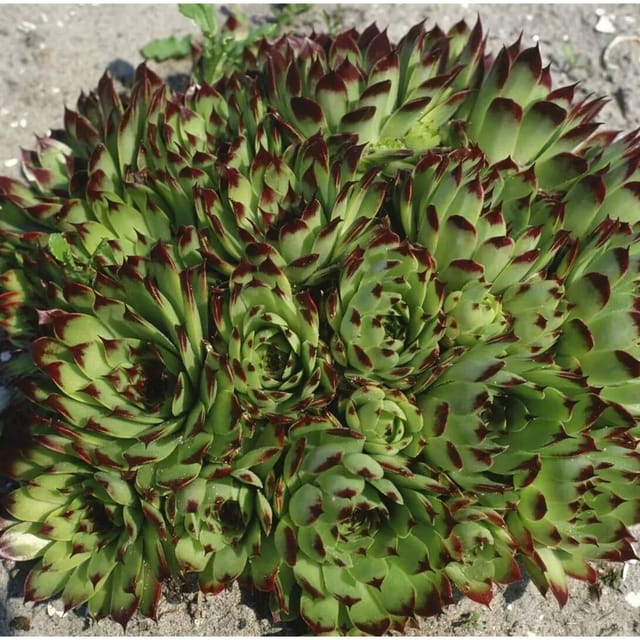 Sempervivum X Cult. Reinhard Hauswurz Ca. 9x9 cm Topf