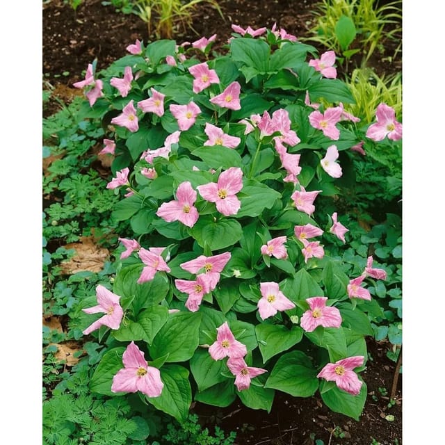 Trillium Erectum Ca. 9x9 cm Topf
