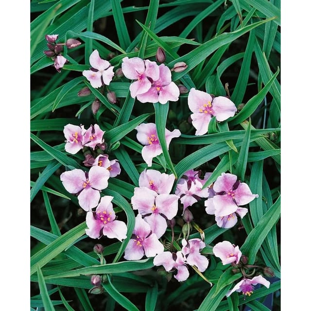 Tradescantia X Andersoniana Bilberry Ice Ca. 9x9 cm Topf