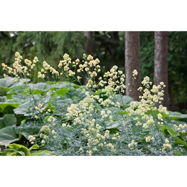 Thalictrum Flavum Ssp.glaucum Gelbe Wiesenraute Ca. 9x9 cm Topf