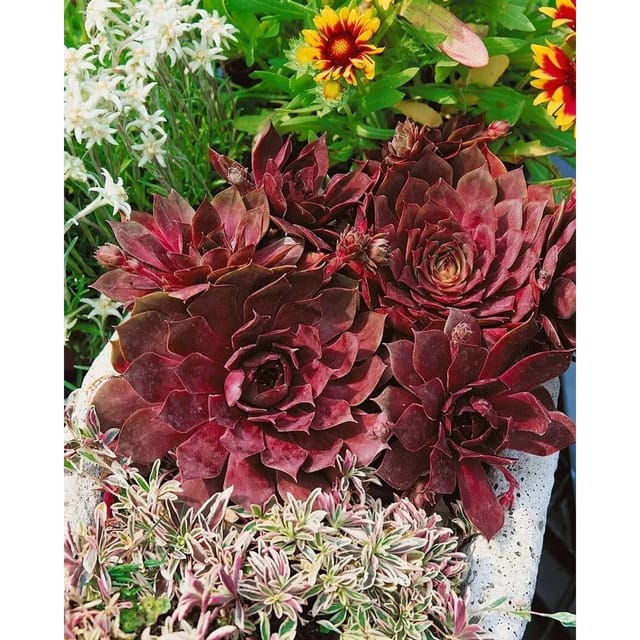 Sempervivum Tectorum Othello Dachwurz Ca. 9x9 cm Topf