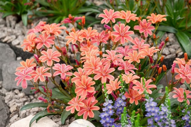 Lewisia Longipetala Little Plum Ca. 9x9 cm Topf