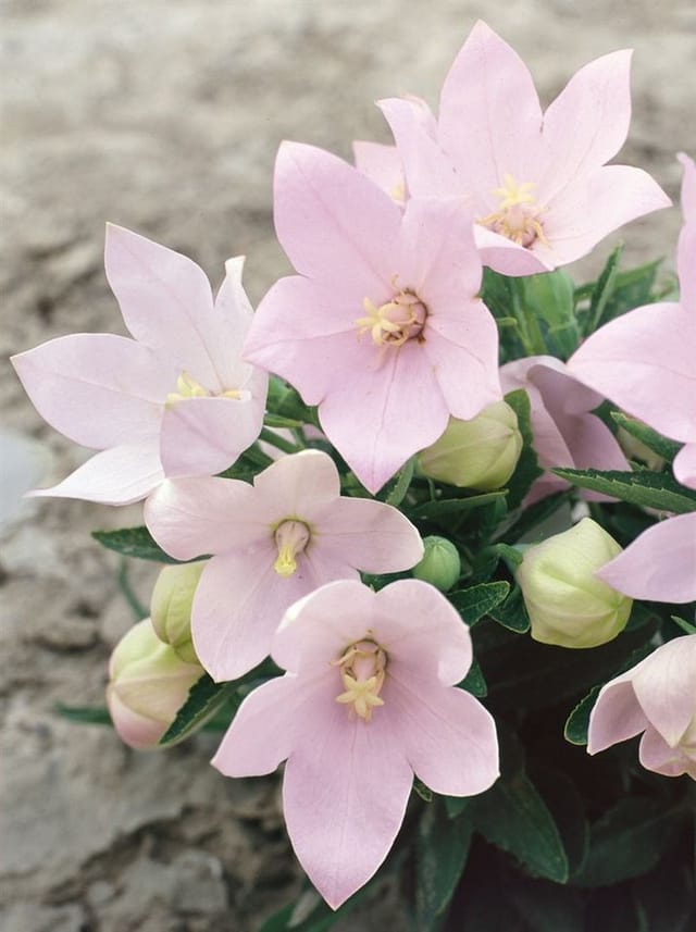 Platycodon Grandiflorus Fuji Pink Ballonblume Ca. 9x9 cm Topf