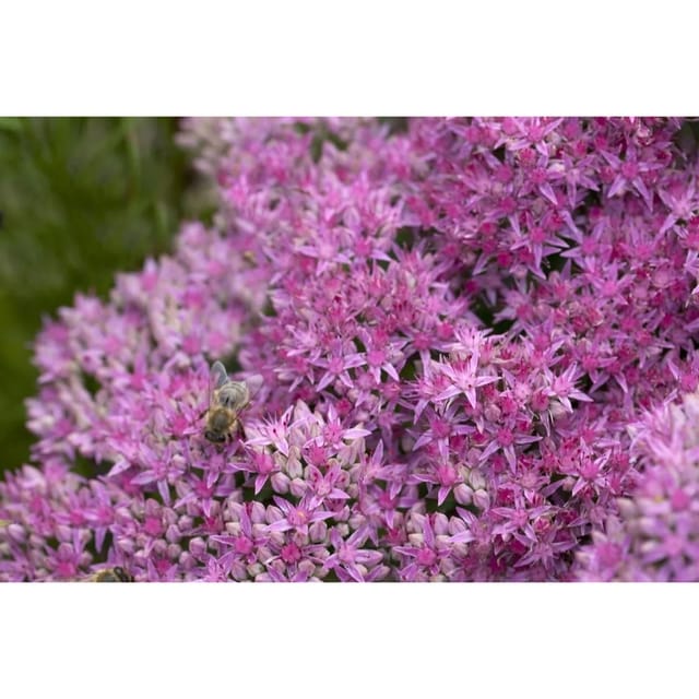 Sedum Spectabile Carl Herbstfreude Ca. 9x9 cm Topf