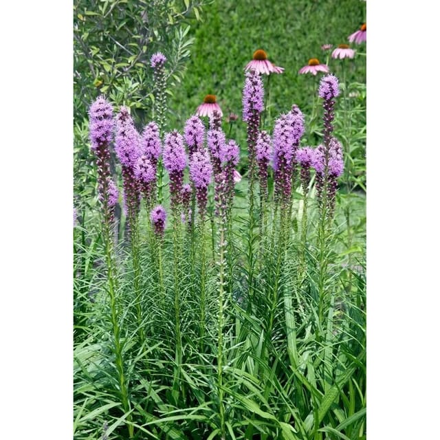 Liatris Spicata Floristan Violett Prachtscharte Ca. 9x9 cm Topf