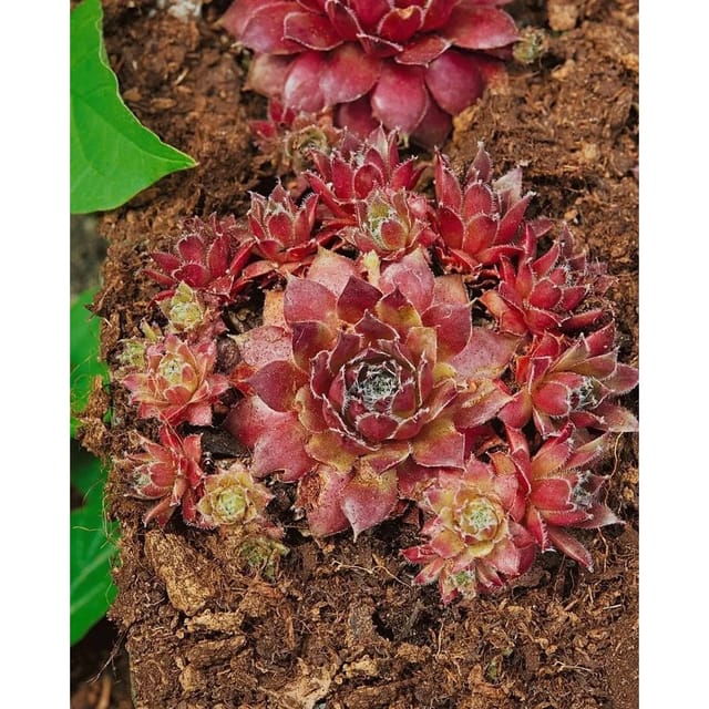 Sempervivum X Cult. Rusty Hauswurz Ca. 9x9 cm Topf