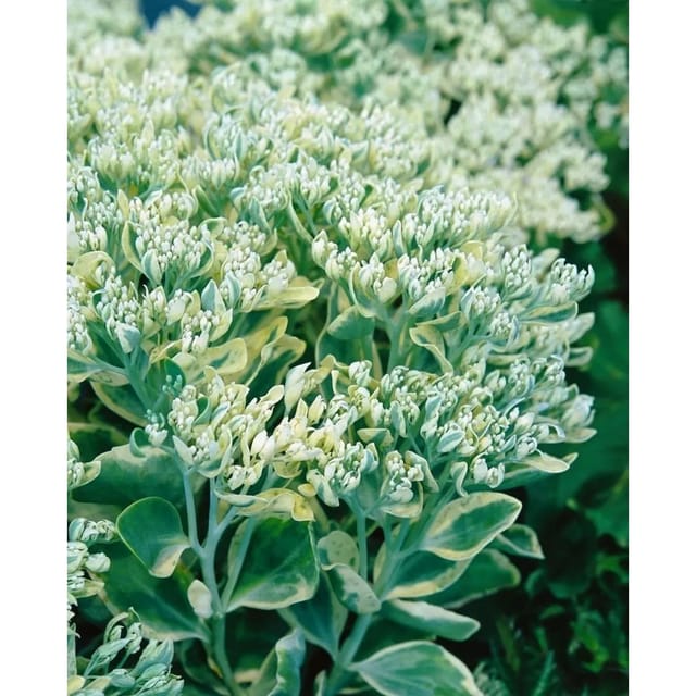 Sedum Telephium Frosty Morn Fetthenne Ca. 9x9 cm Topf