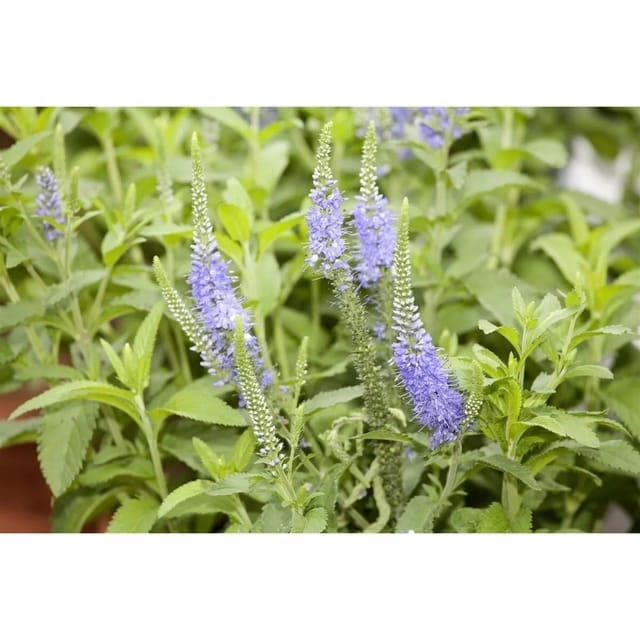Veronica Longifolia Blauriesin Ehrenpreis Ca. 9x9 cm Topf