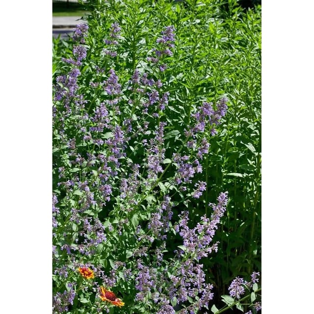 Nepeta Grandiflora Zinsers Giant Großblütige Katzenminze Ca. 9x9 cm Topf
