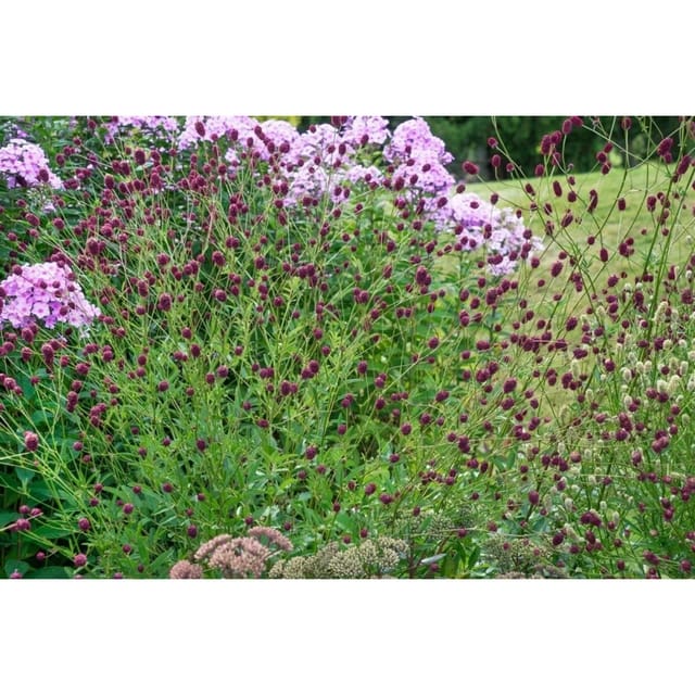 Sanguisorba Officinalis Pink Tanna Großer Wiesenknopf Ca. 9x9 cm Topf