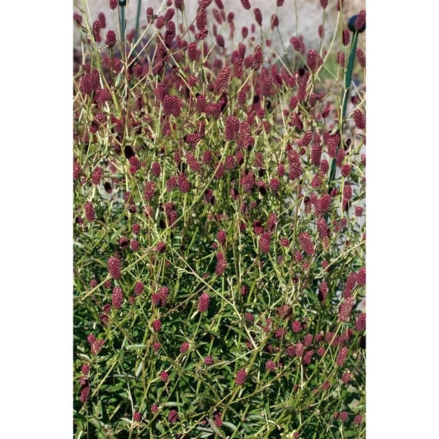 Sanguisorba Officinalis Red Thunder Großer Wiesenknopf Ca. 9x9 cm Topf