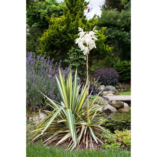 Yucca Filamentosa Palmlilie Ca. 11x11 cm Topf