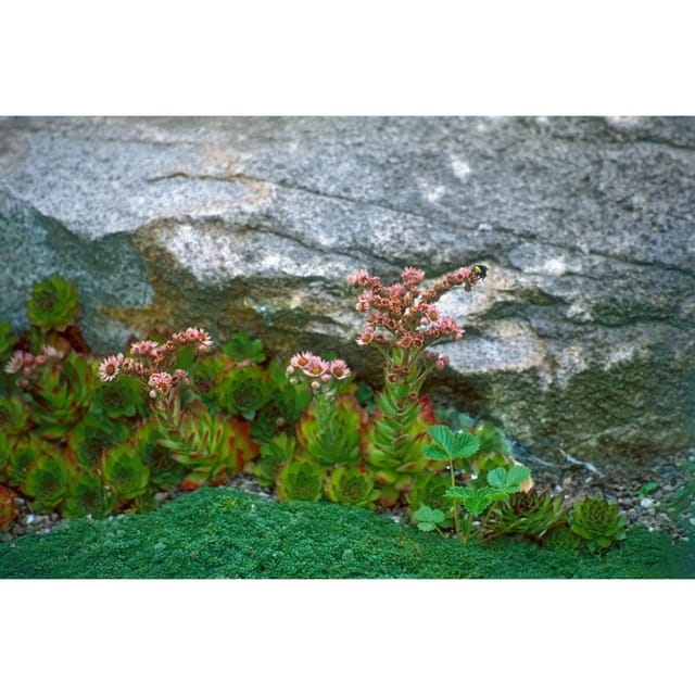 Sempervivum Montanum Berg Hauswurz Ca. 9x9 cm Topf