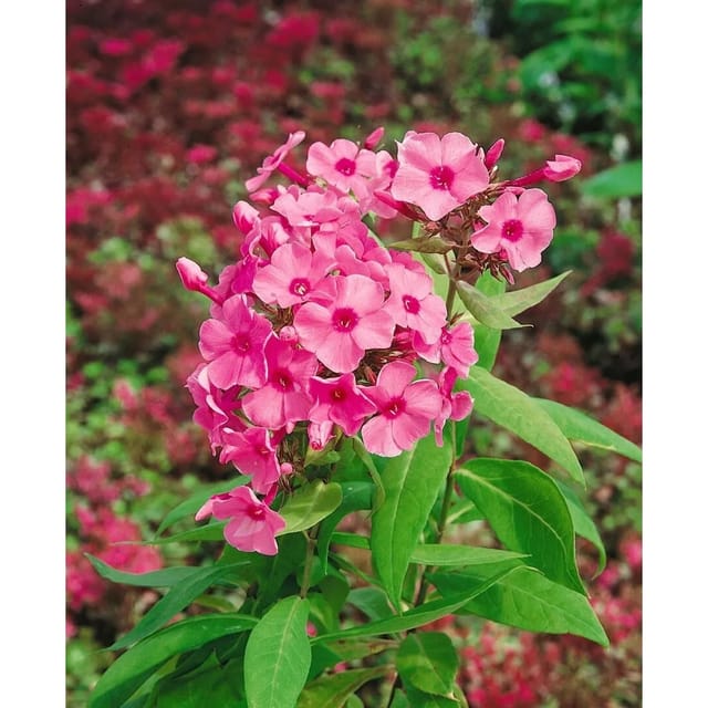 Phlox Paniculata Flamingo Hoher Sommerphlox Ca. 11x11 cm Topf