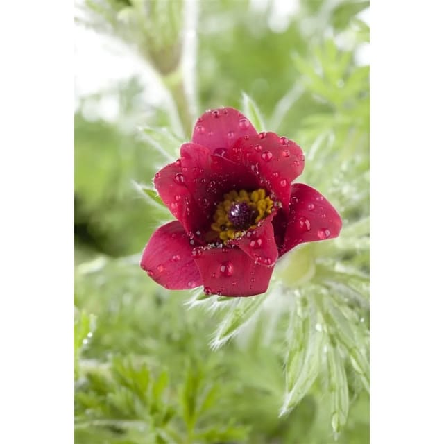 Pulsatilla Vulgaris Küchenschelle Ca. 9x9 cm Topf