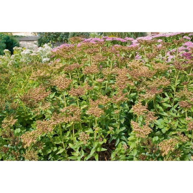 Sedum Aizoon Fetthenne Ca. 9x9 cm Topf