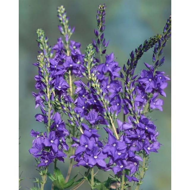 Veronica Teucrium Shirley Blue Ehrenpreis Ca. 9x9 cm Topf