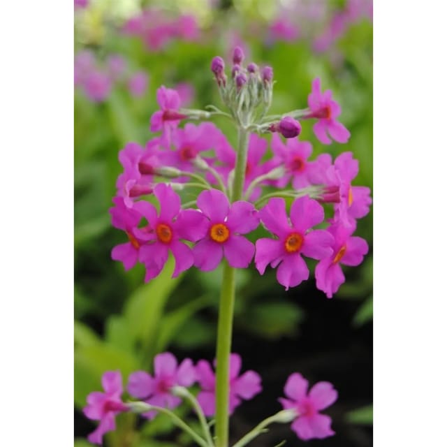 Primula Beesiana Orchideenprimel Ca. 9x9 cm Topf