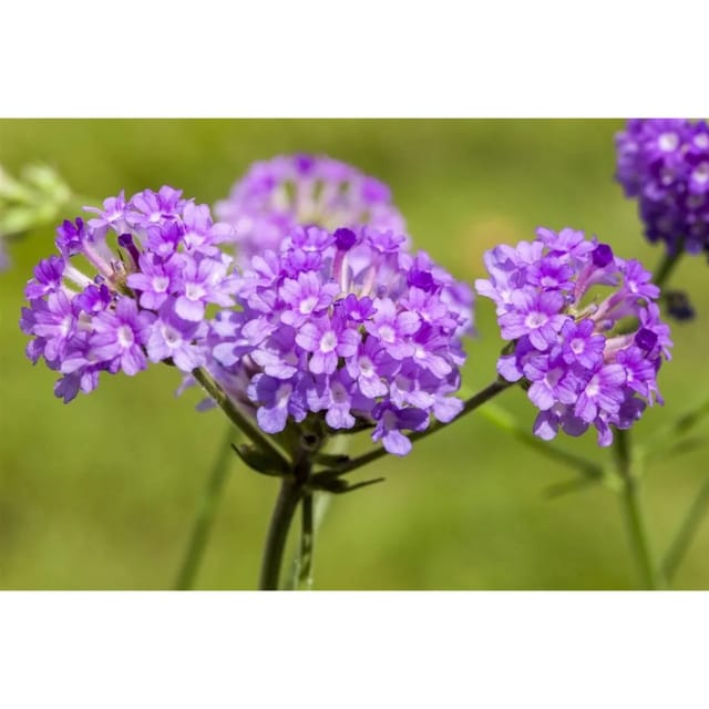 Verbena Rigida Steifverbene Ca. 9x9 cm Topf