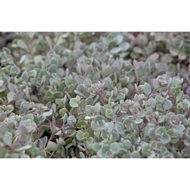Sedum Cauticola Felsen Fetthenne Ca. 9x9 cm Topf