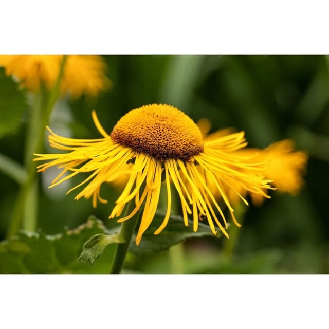 Telekia Speciosa Großes Ochsenauge Ca. 11x11 cm Topf