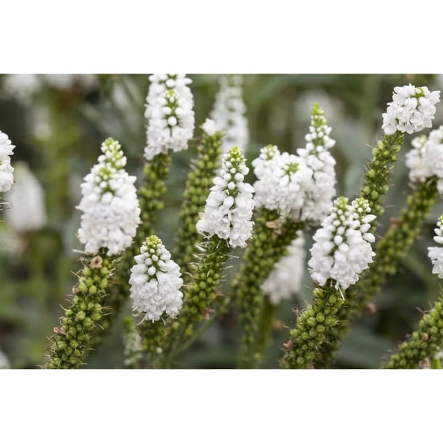 Veronica Longifolia Weißer Ehrenpreis Ca. 9x9 cm Topf