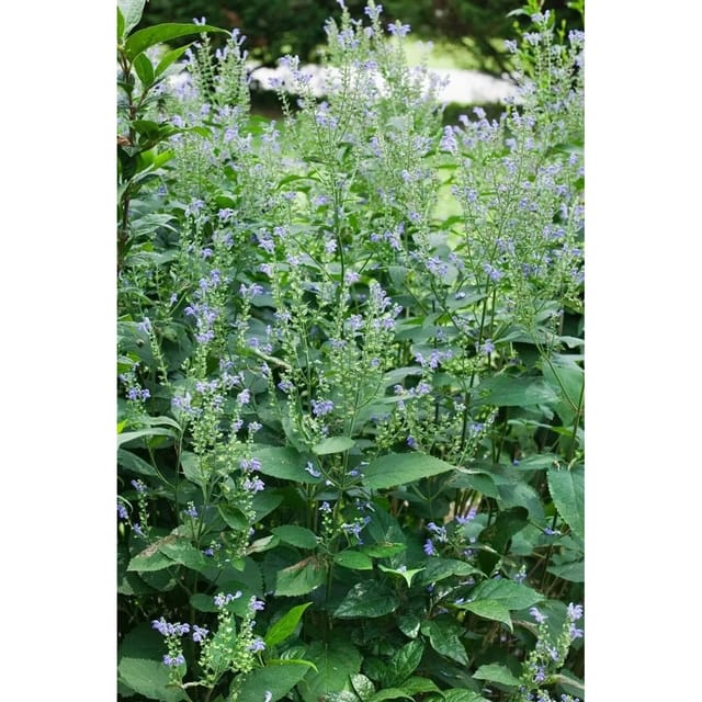 Scutellaria Incana Graue Helmkraut Ca. 9x9 cm Topf