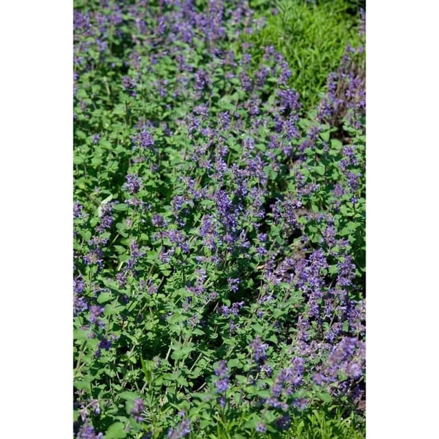 Nepeta Racemosa Odeur Citron Katzenminze Ca. 9x9 cm Topf
