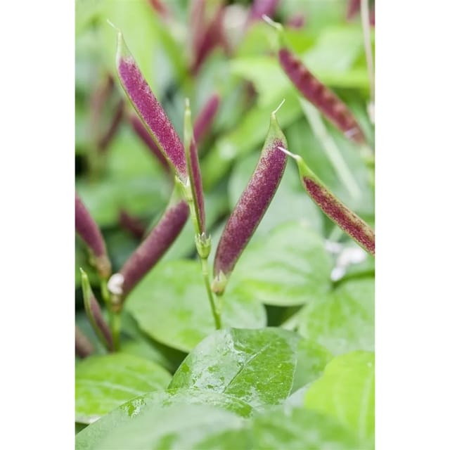 Lathyrus Vernus Frühlingsplatterbse Ca. 9x9 cm Topf