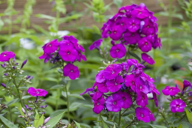 Phlox Paniculata The King Flammenblume Ca. 11x11 cm Topf