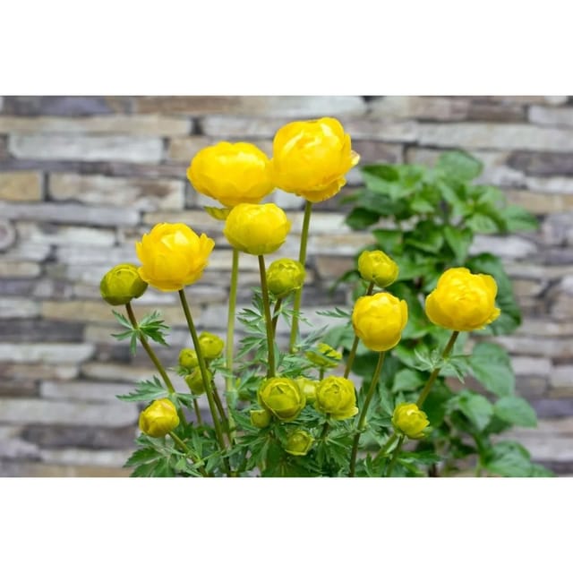 Trollius X Cult. Lemon Queen Ca. 11x11 cm Topf