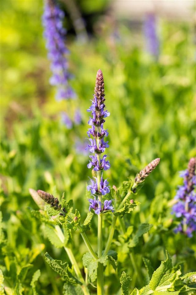 Salvia Nemorosa Blauhügel Steppen-Salbei Ca. 9x9 cm Topf