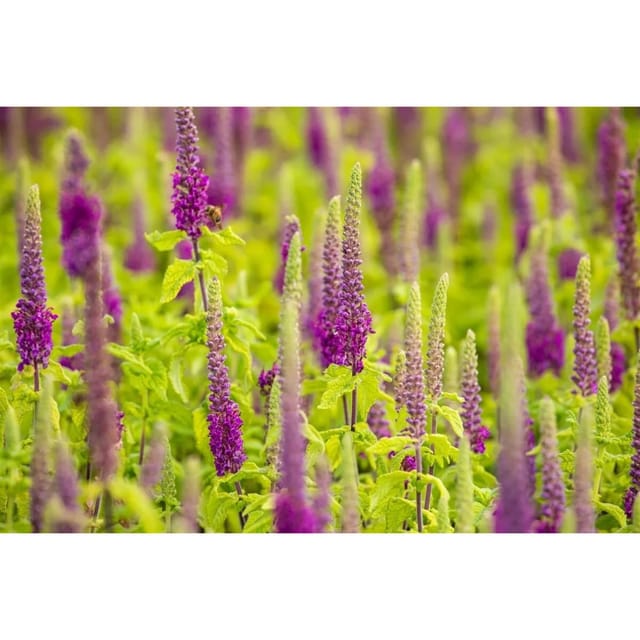 Teucrium X Lucidrys Gamander Ca. 9x9 cm Topf