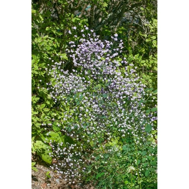 Thalictrum Rochebrunianum Elin Wiesenraute Ca. 11x11 cm Topf