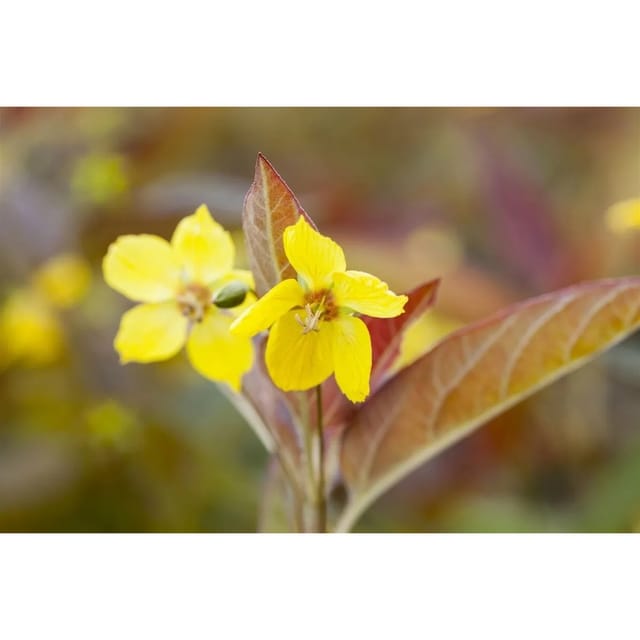 Lysimachia Ciliata Firecracker Zottiges Weidenröschen Ca. 9x9 cm Topf