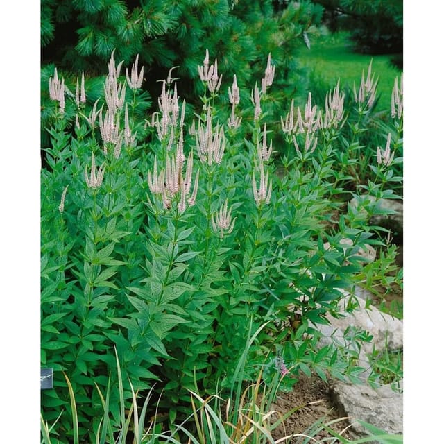 Veronicastrum Virginicum Lavendelturm Kandelaber Ehrenpreis Ca. 11x11 cm Topf