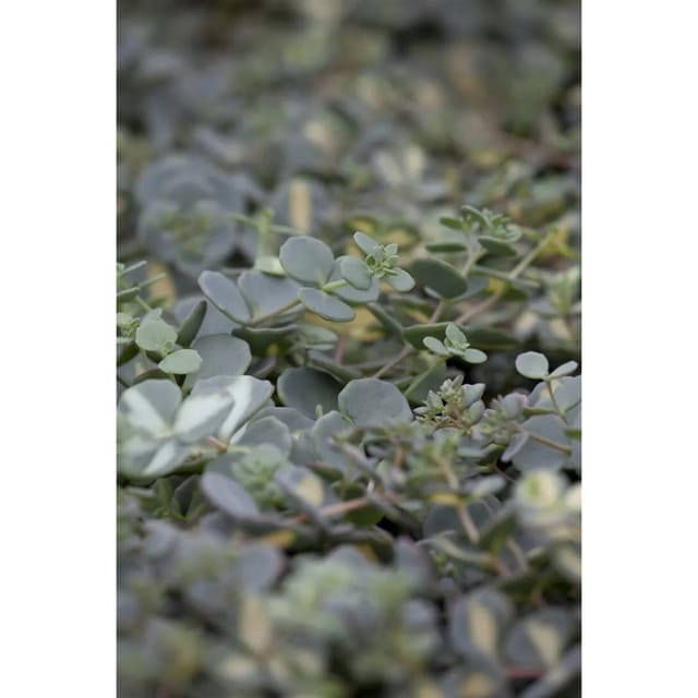 Sedum Sieboldii Oktoberle Sedum Ca. 9x9 cm Topf
