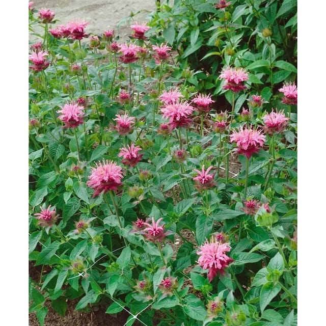 Monarda Fistulosa Twins Wilde Bergamotte Ca. 11x11 cm Topf